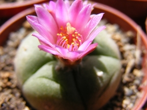 lophophora. jourdaniana              3