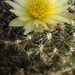 pediocactus   simpsonii    bb 94-3  ( malta id )                 