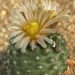pediocactus  despainii   sb 989  ( emory  co  utha )
