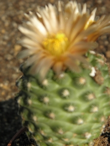 pediocactus  despainii   sb 989  ( emory  co  utha ).            