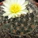 pediocactus  simpsonii  bb 94-3  ( malta  id )