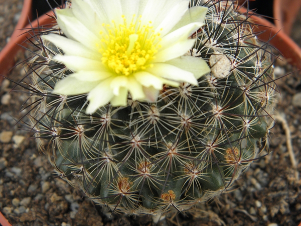 pediocactus  simpsonii  bb 94-3  ( malta  id )