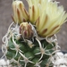 sclerocactus.fickeisenii