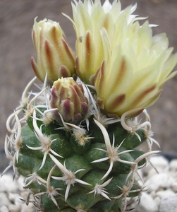 sclerocactus.fickeisenii