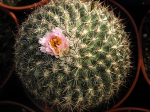 pediocactus    bradyi   sb 470  ( coconino co az )