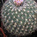 pediocactus    bradyi   sb 470  ( coconino co az )               