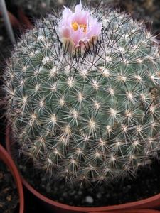 pediocactus    bradyi   sb 470  ( coconino co az )               