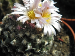 pediocactus   knowltonii        sb 304      ( san juan  co )     