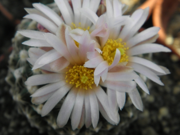 pediocactus  knowltoni       sb 304       ( san juan co )