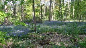 OMGEVING HUIZINGEN-HALLERBOS