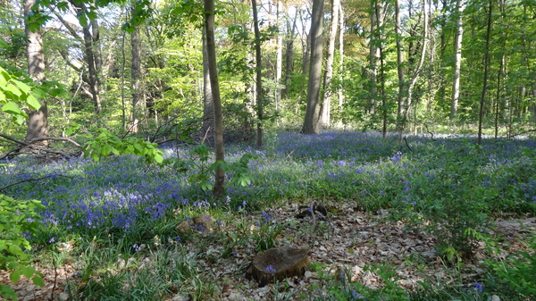 OMGEVING HUIZINGEN-HALLERBOS