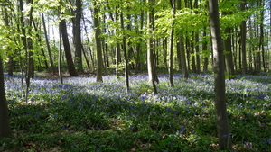 OMGEVING HUIZINGEN-HALLERBOS