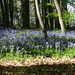 OMGEVING HUIZINGEN-HALLERBOS