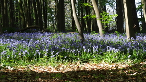 OMGEVING HUIZINGEN-HALLERBOS