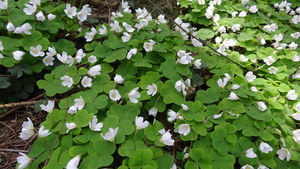 OMGEVING HUIZINGEN-HALLERBOS