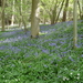 OMGEVING HUIZINGEN-HALLERBOS