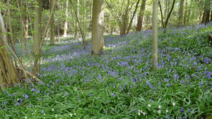 OMGEVING HUIZINGEN-HALLERBOS