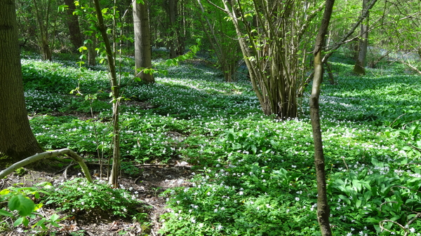 OMGEVING HUIZINGEN-HALLERBOS