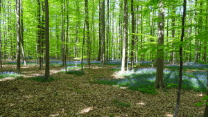 OMGEVING HUIZINGEN-HALLERBOS