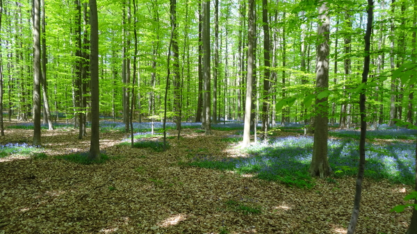 OMGEVING HUIZINGEN-HALLERBOS