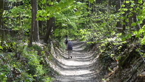 OMGEVING HUIZINGEN-HALLERBOS