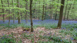 OMGEVING HUIZINGEN-HALLERBOS