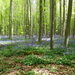 OMGEVING HUIZINGEN-HALLERBOS