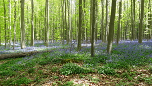 OMGEVING HUIZINGEN-HALLERBOS