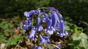 OMGEVING HUIZINGEN-HALLERBOS