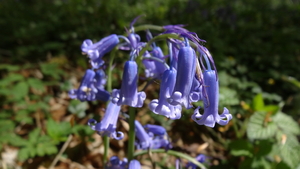 OMGEVING HUIZINGEN-HALLERBOS