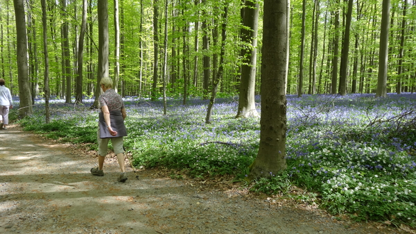 OMGEVING HUIZINGEN-HALLERBOS