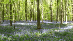 OMGEVING HUIZINGEN-HALLERBOS