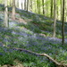 OMGEVING HUIZINGEN-HALLERBOS
