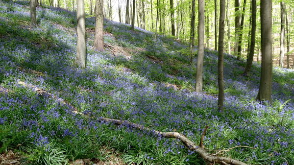 OMGEVING HUIZINGEN-HALLERBOS