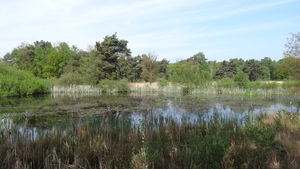 OMGEVING OSSENDRECHT - NL