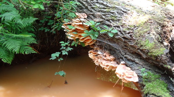 OMGEVING TURNHOUT-ZEVENDONK