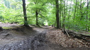 OMGEVING HOLSBEEK