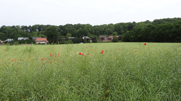 OMGEVING HOLSBEEK