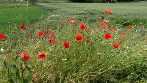 OMGEVING HOLSBEEK