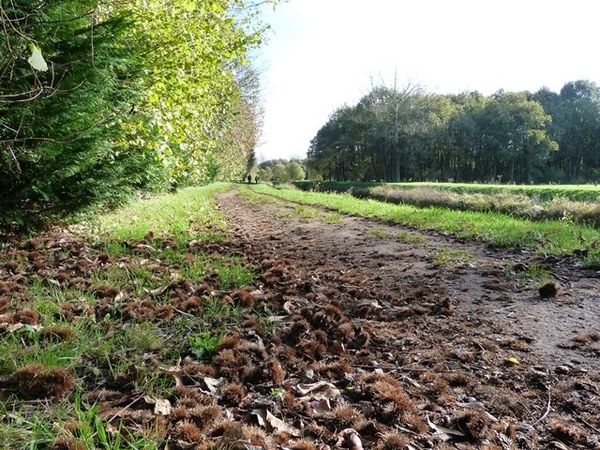 41-Wandelpad langs de Nete