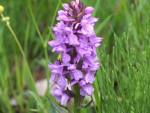 Wilde Gevlekte Orchies