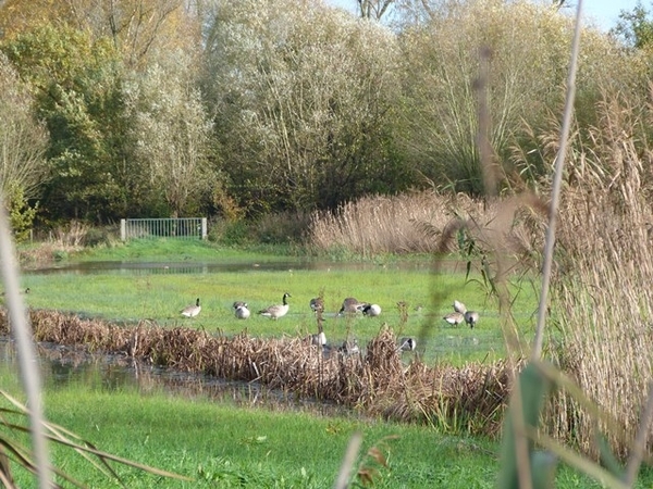 049-Natuurgebied Bourgoyen-Ossemeersen