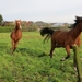 2013-11-11 Zelzate 03