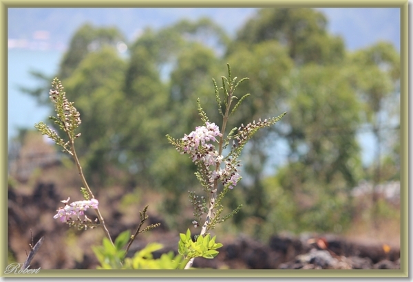 Batur  (13)