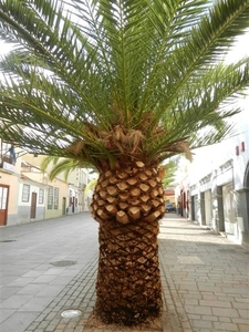 2012.nov.dec.TENERIFE 259 (Medium)