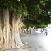 2012.nov.dec.TENERIFE 500 (Medium)