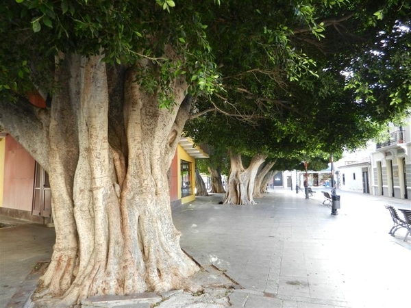 2012.nov.dec.TENERIFE 500 (Medium)