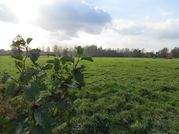 2013-11-13 Waasmunster 16