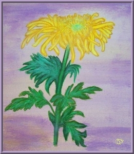 Chrysant