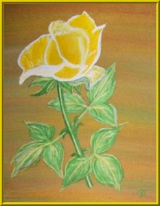 Roosje, bloem, van de maand Juni